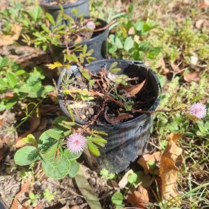 Mimosa Pudica