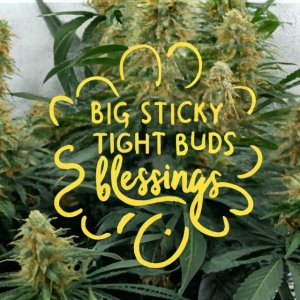 big_sticky_tight_buds_BLESSINGS_golden_text.jpg