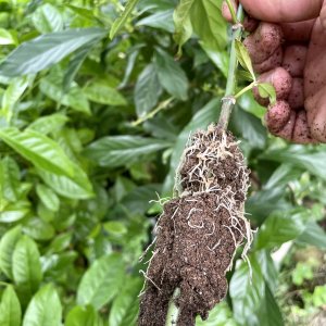 Psychotria viridis 10 (2025-09-07)