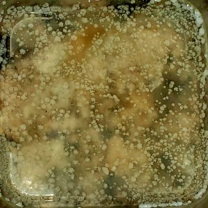 26g MHRB heptane extraction