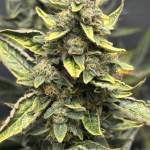 Screenshot 2026-01-04 at 8.23.19 PM.png