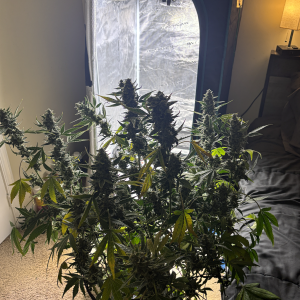 Screenshot 2026-01-04 at 7.39.52 PM.png