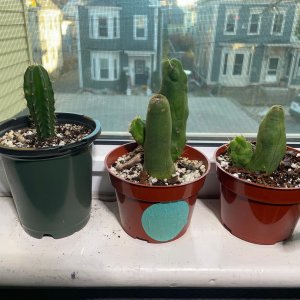 Trichocereus bridgesii monstrose 01 (2024-11-07)