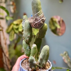 Trichocereus bridgesii monstrose 03 (2026-04-04)