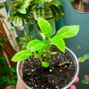 Salvia divinorum 06 (2026-04-05)