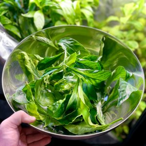 Psychotria viridis 11 (2025-12-28)