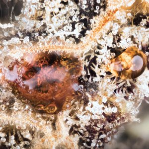Amber oozing out of bagseed bud. Wild.(1).jpg