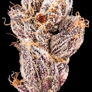 Amber oozing out of bagseed bud. Wild.(2).jpg
