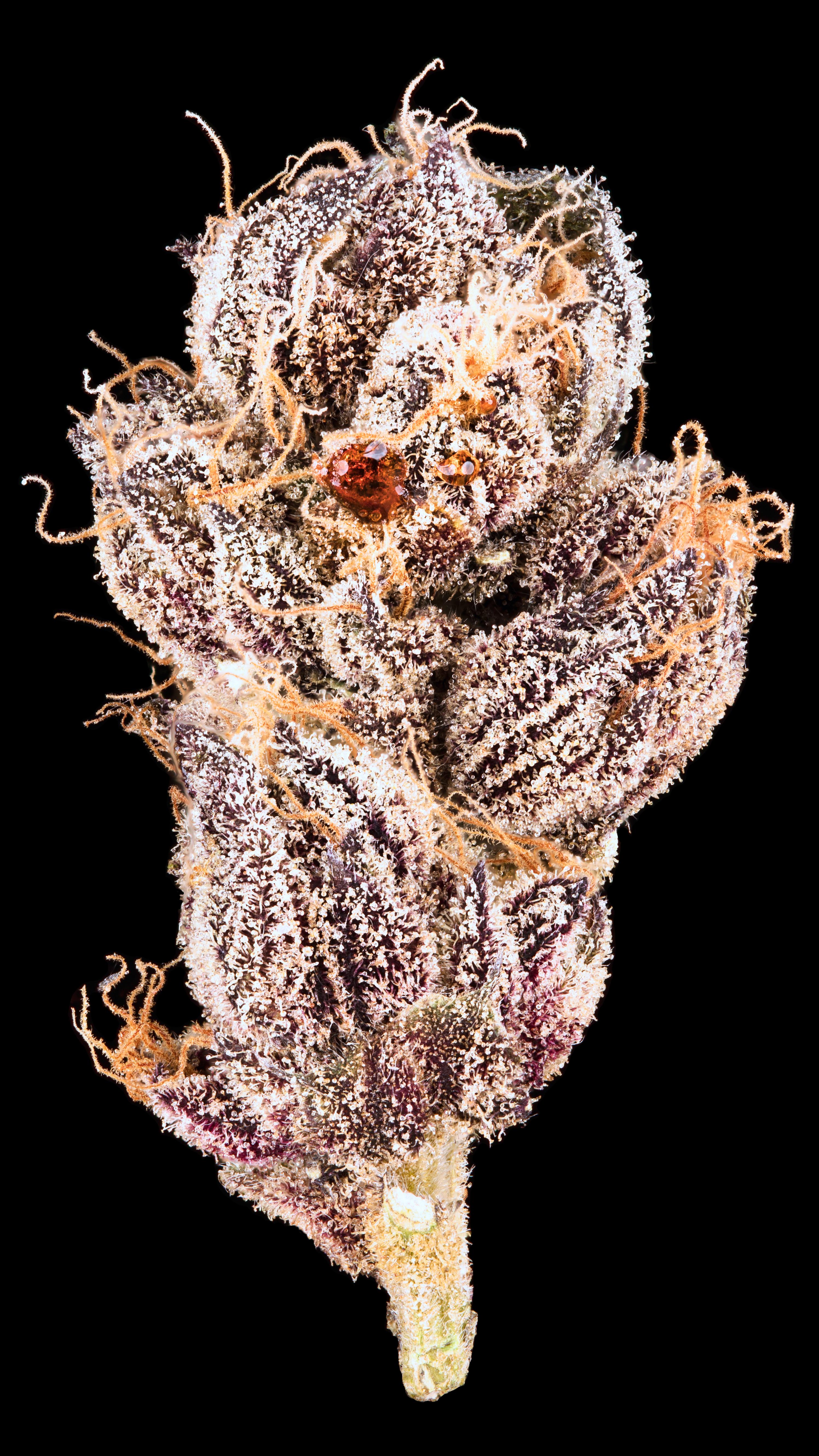 Amber oozing out of bagseed bud. Wild.(2).jpg
