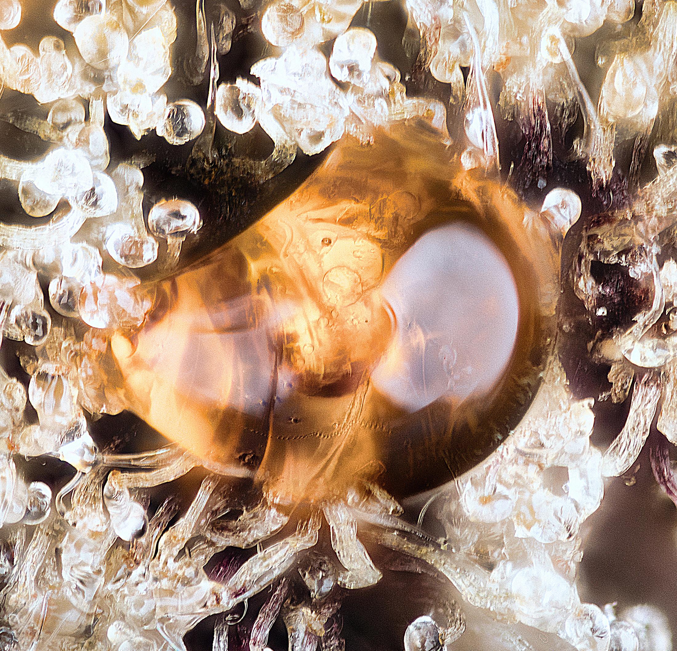 Amber oozing out of bagseed bud. Wild..jpg