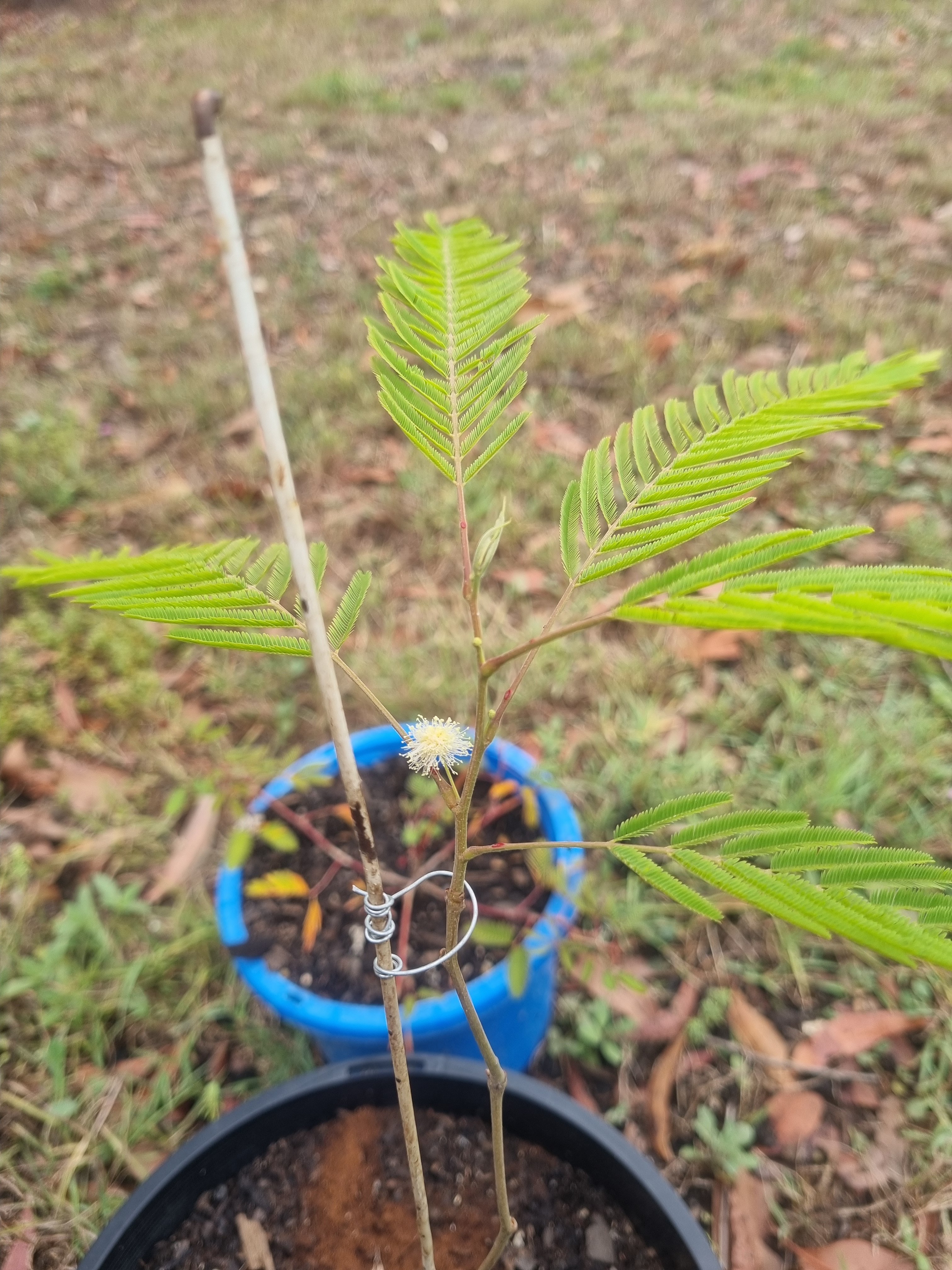 Anadenanthera peregrina. Yopo