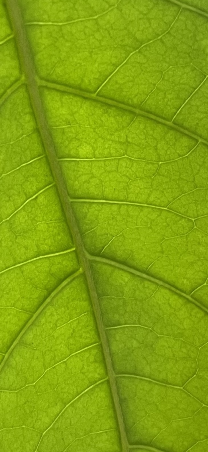 Banisteriopsis Caapi Leaf