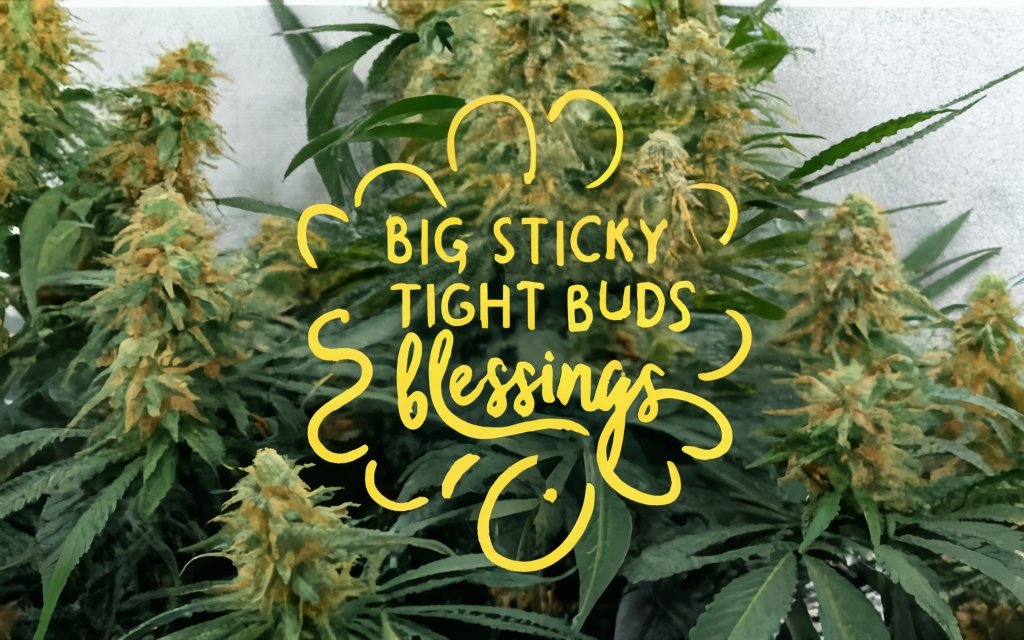 big_sticky_tight_buds_BLESSINGS_golden_text.jpg