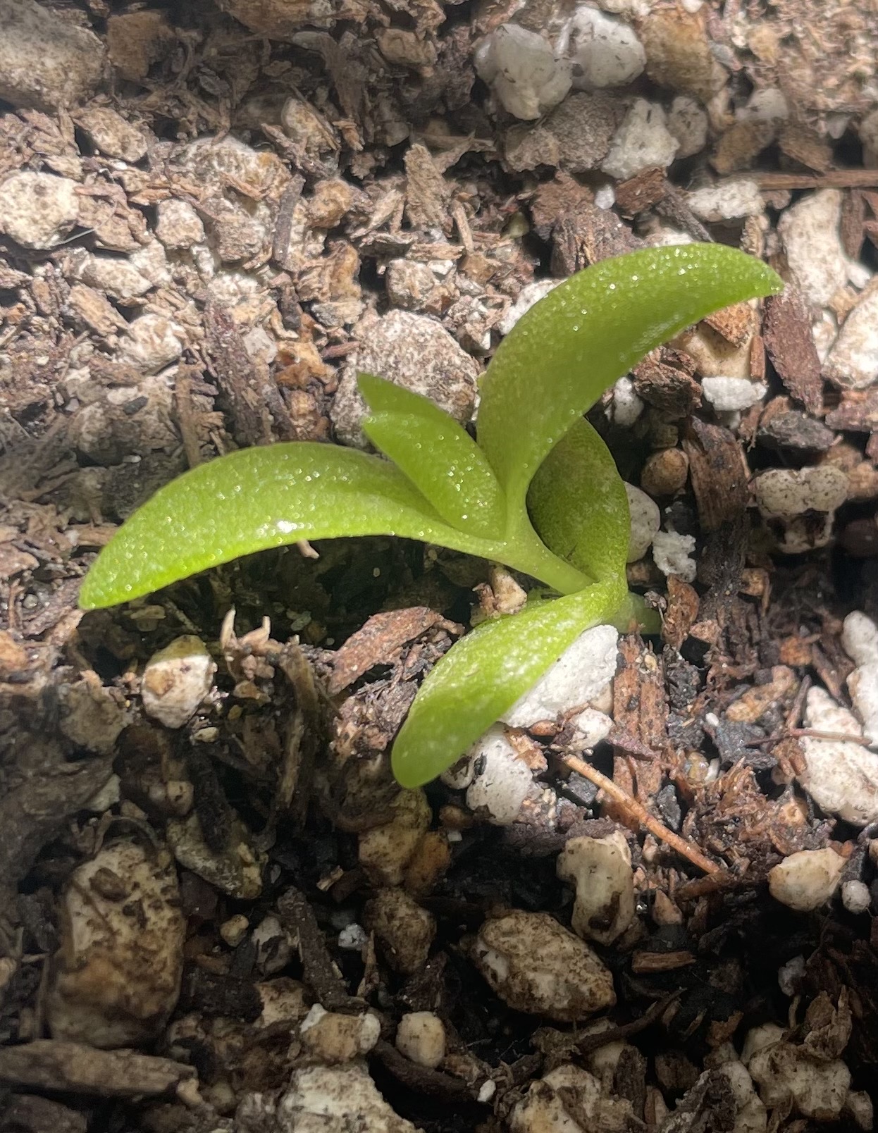 Mesembryanthemum Tortuosum Seedling