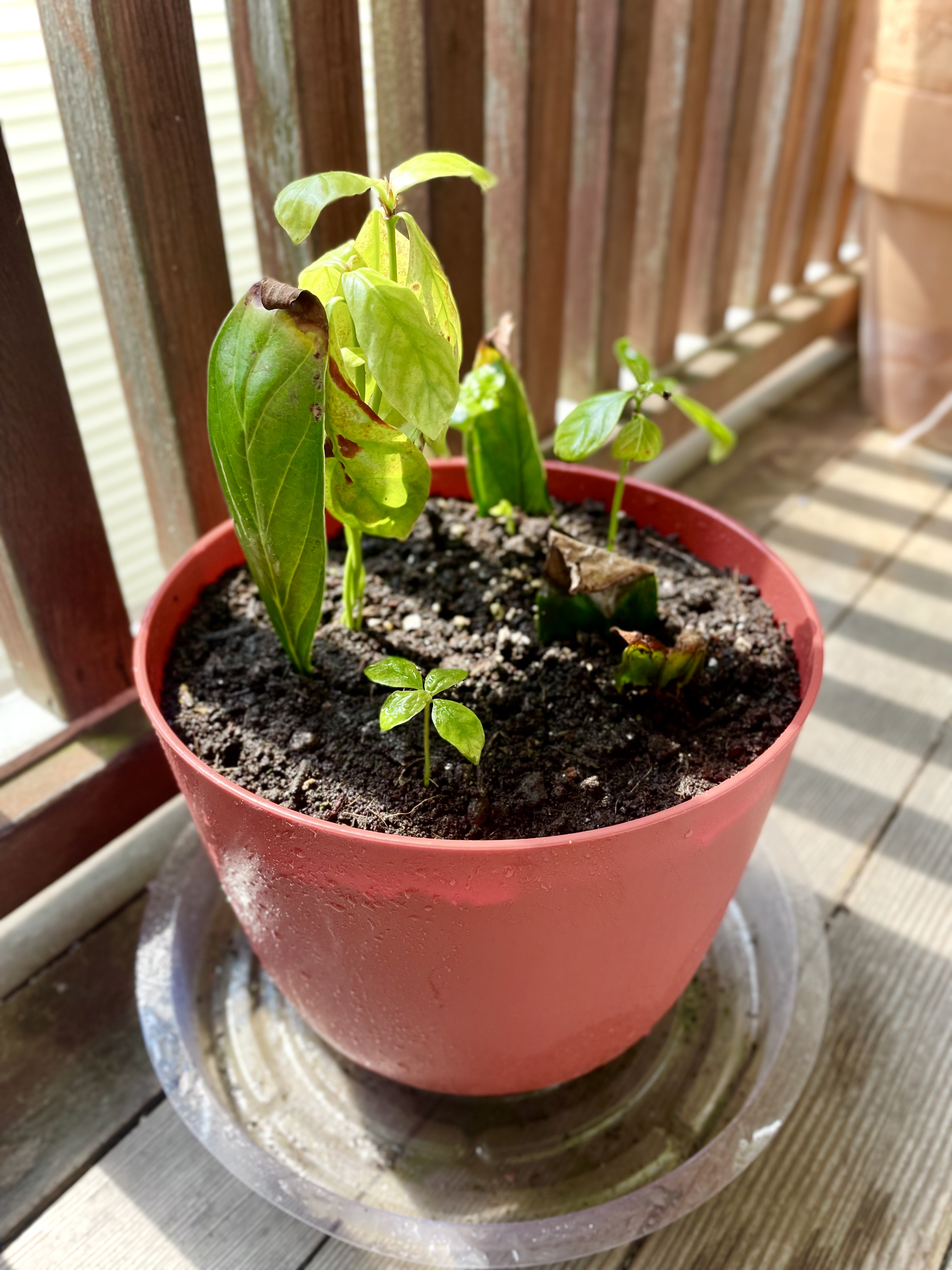 Psychotria viridis 07 (2025-06-06)