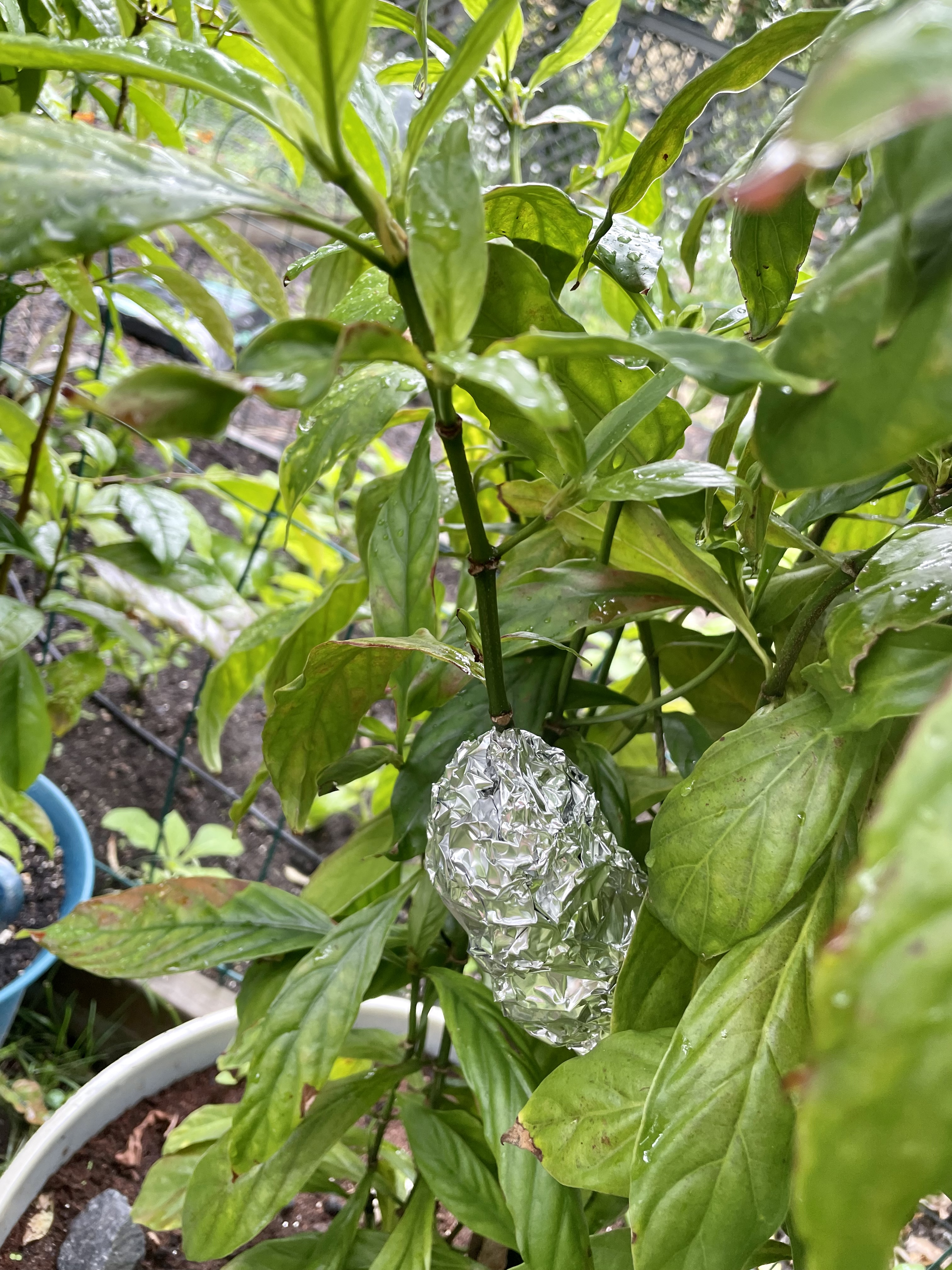 Psychotria viridis 08 (2025-06-14)