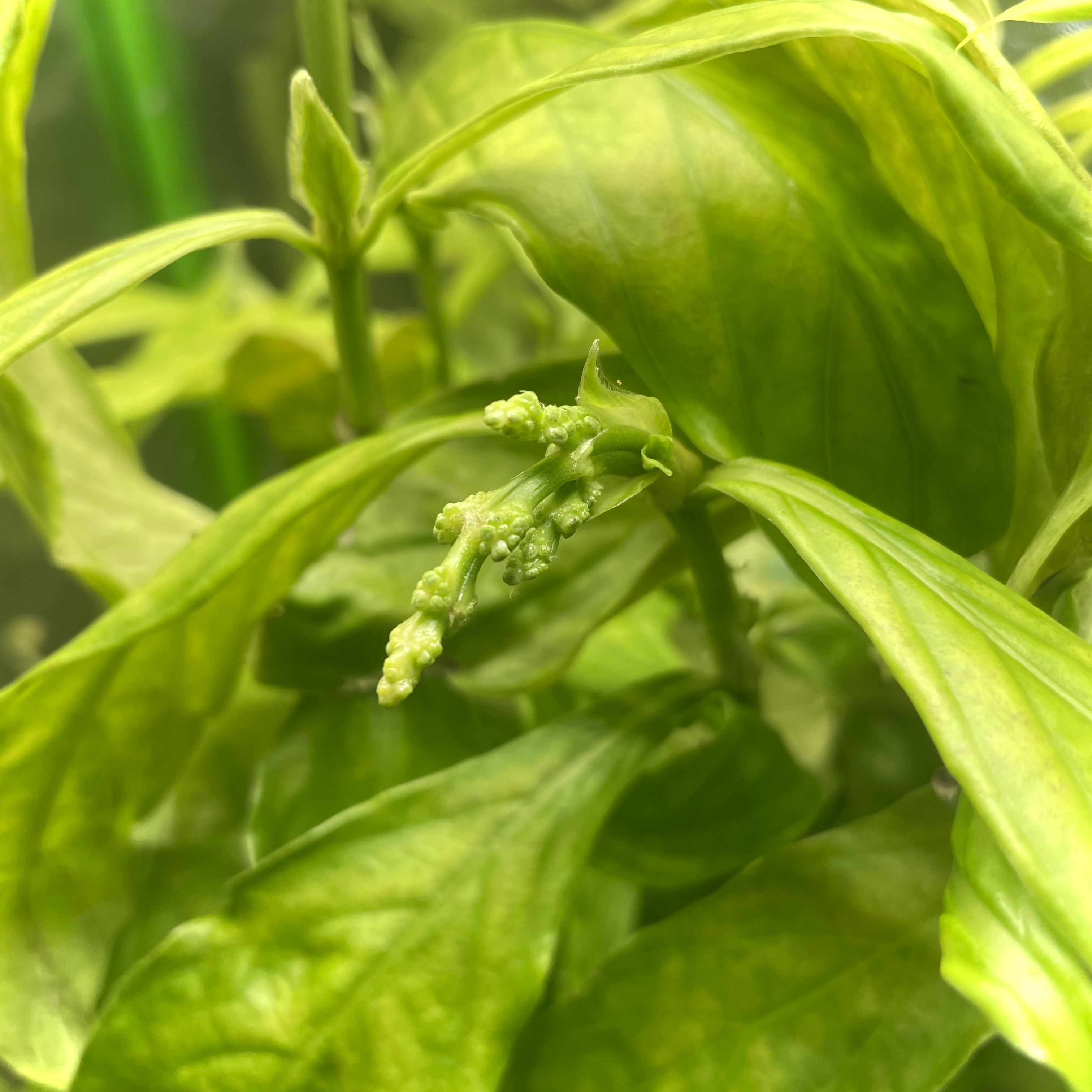 Psychotria viridis 09 (2025-04-11)