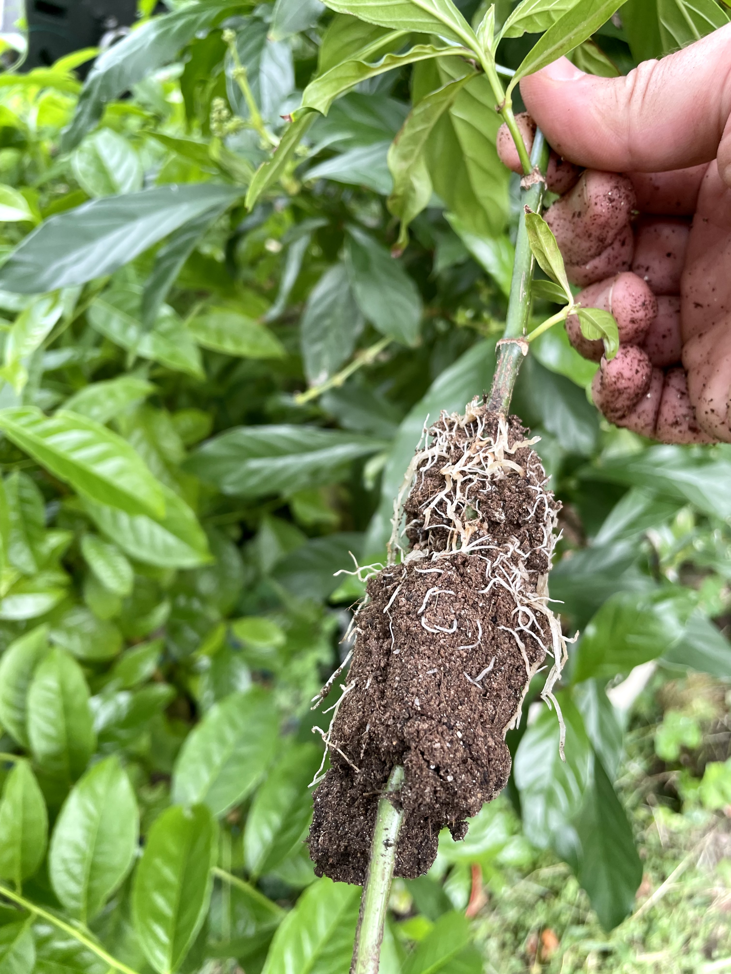 Psychotria viridis 10 (2025-09-07)