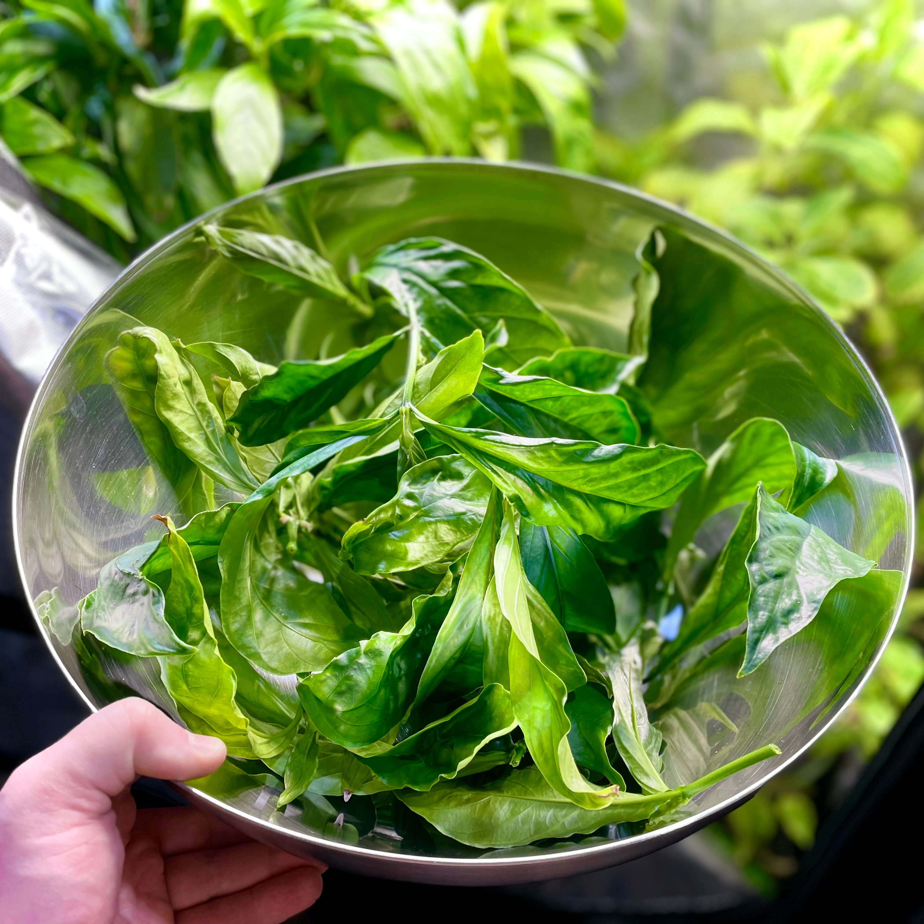 Psychotria viridis 11 (2025-12-28)
