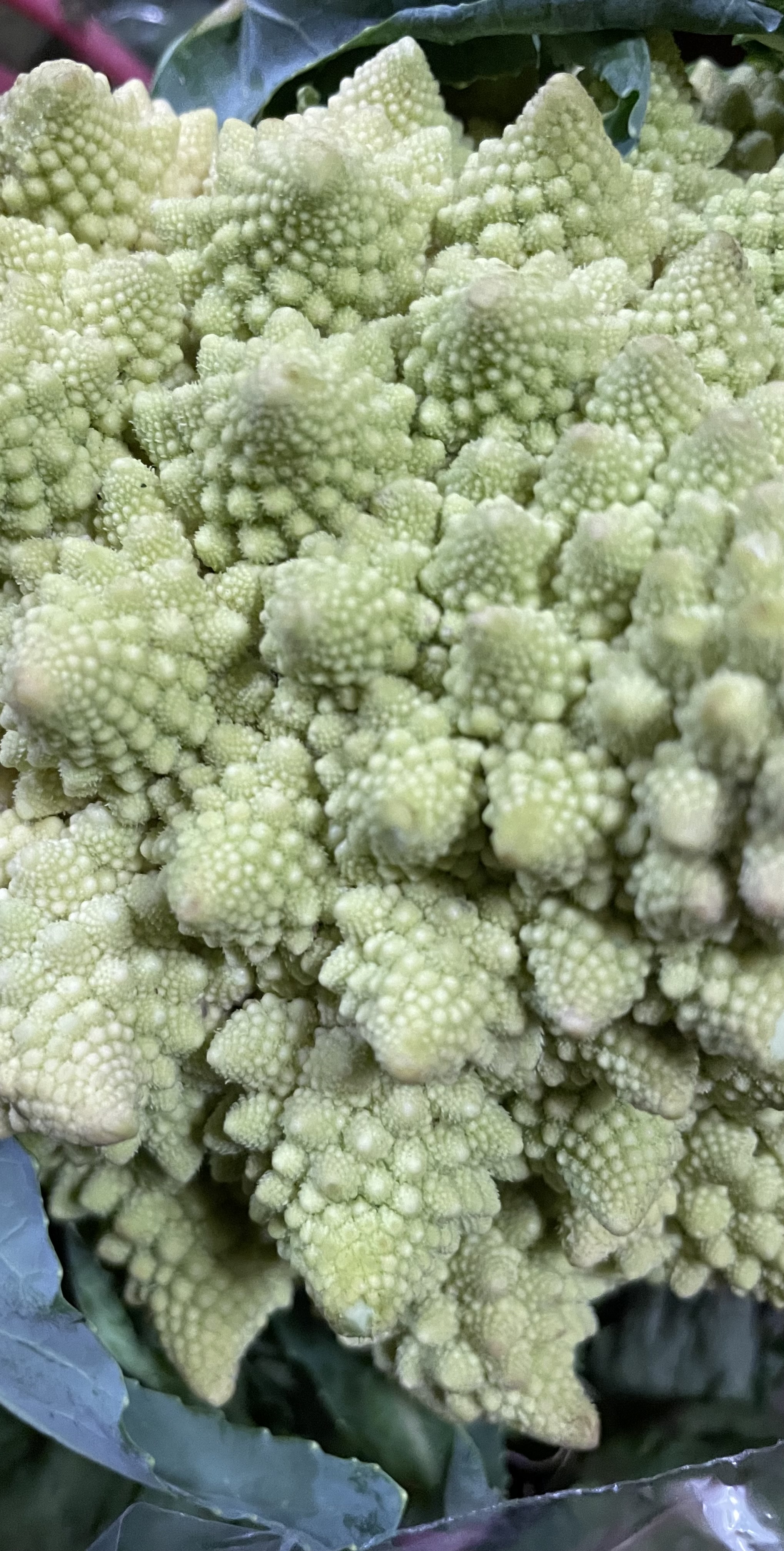 Romanesco broccoli