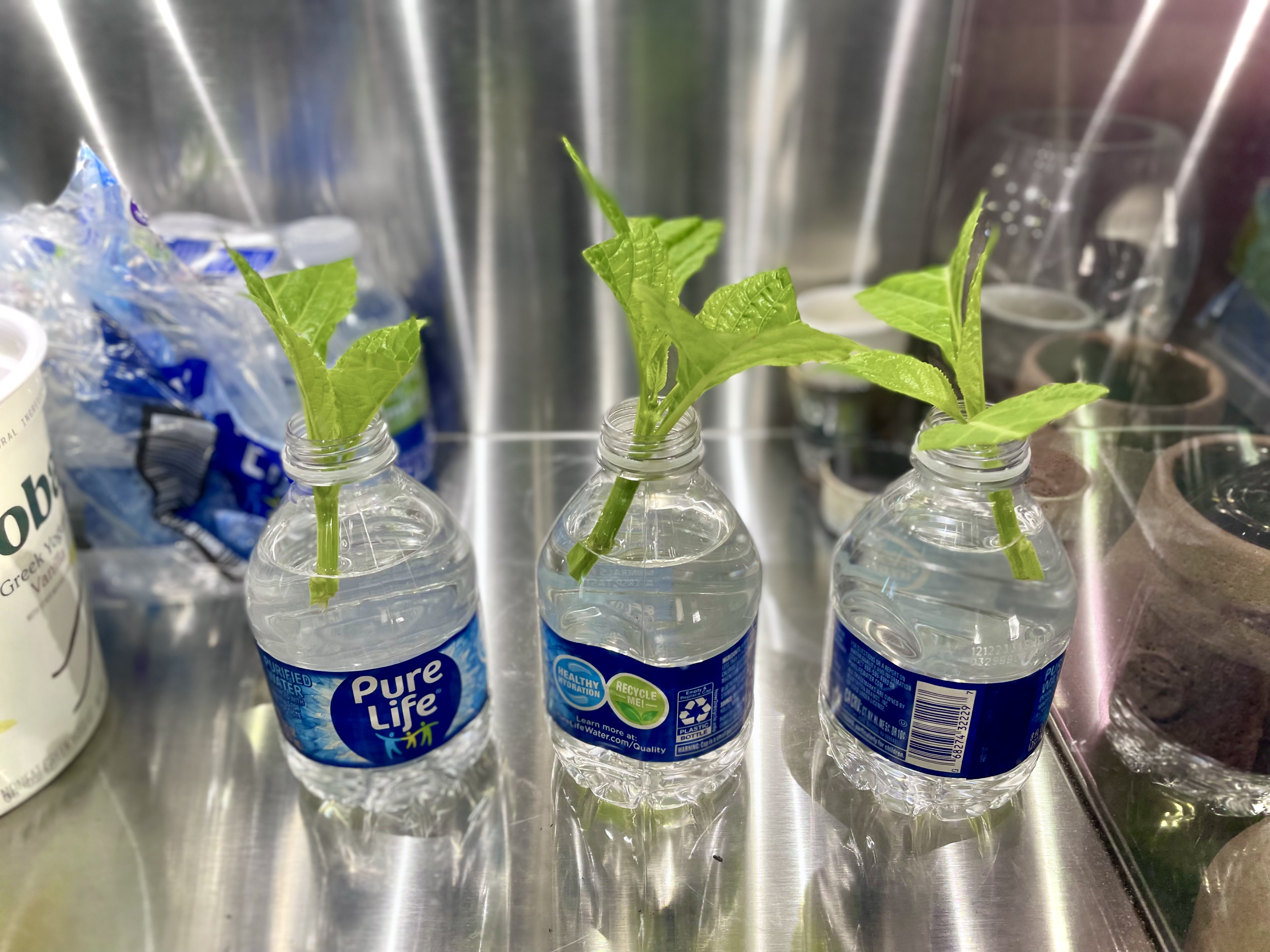 Salvia divinorum 03 (2024-06-03)
