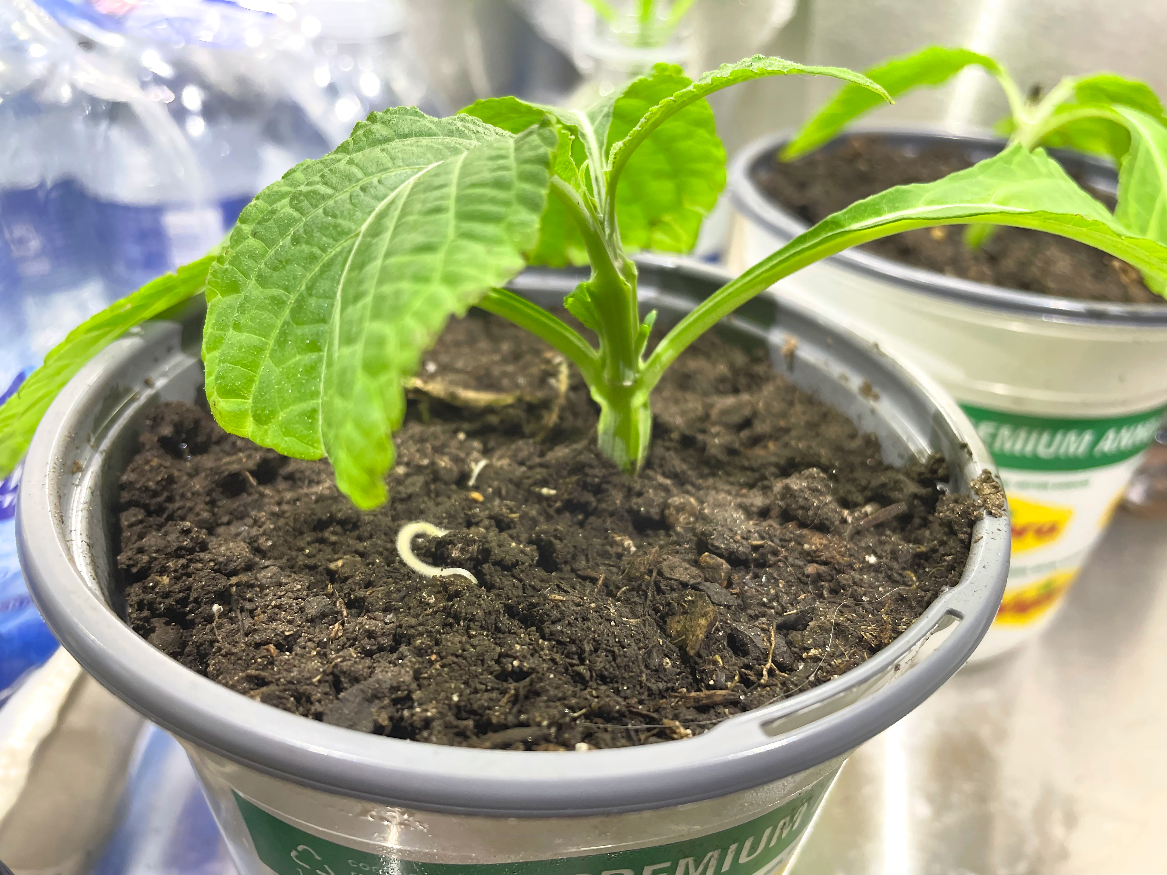 Salvia divinorum 04 (2024-06-18)