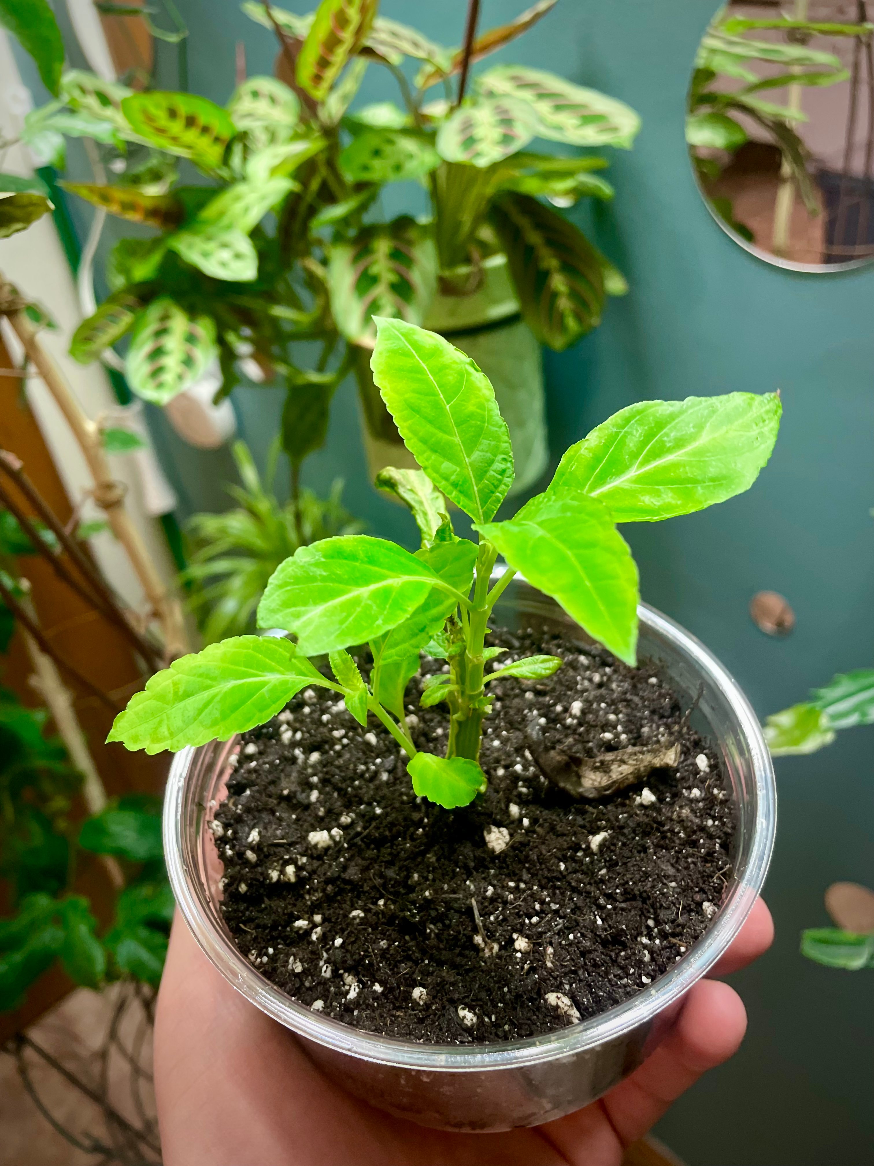 Salvia divinorum 06 (2026-04-05)