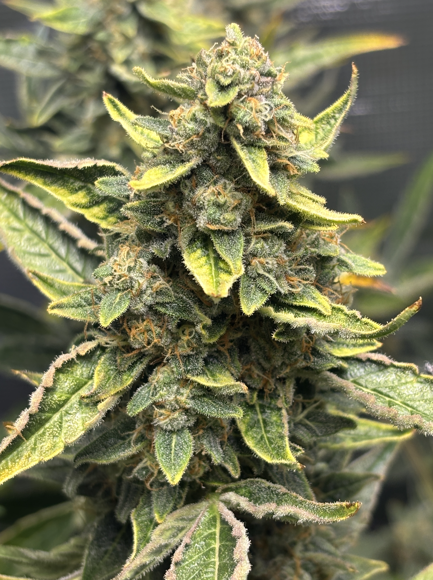 Screenshot 2026-01-04 at 8.23.19 PM.png