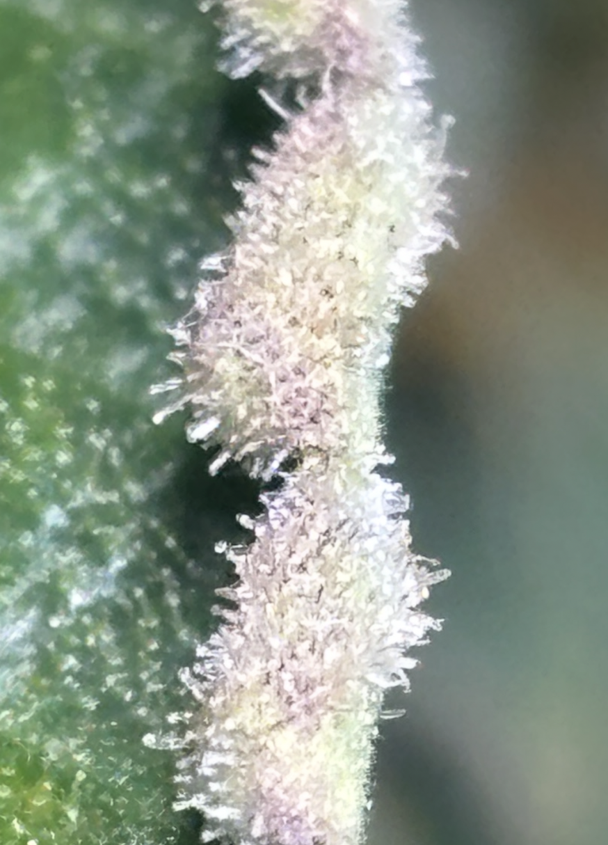 Screenshot 2026-01-04 at 8.23.36 PM.png