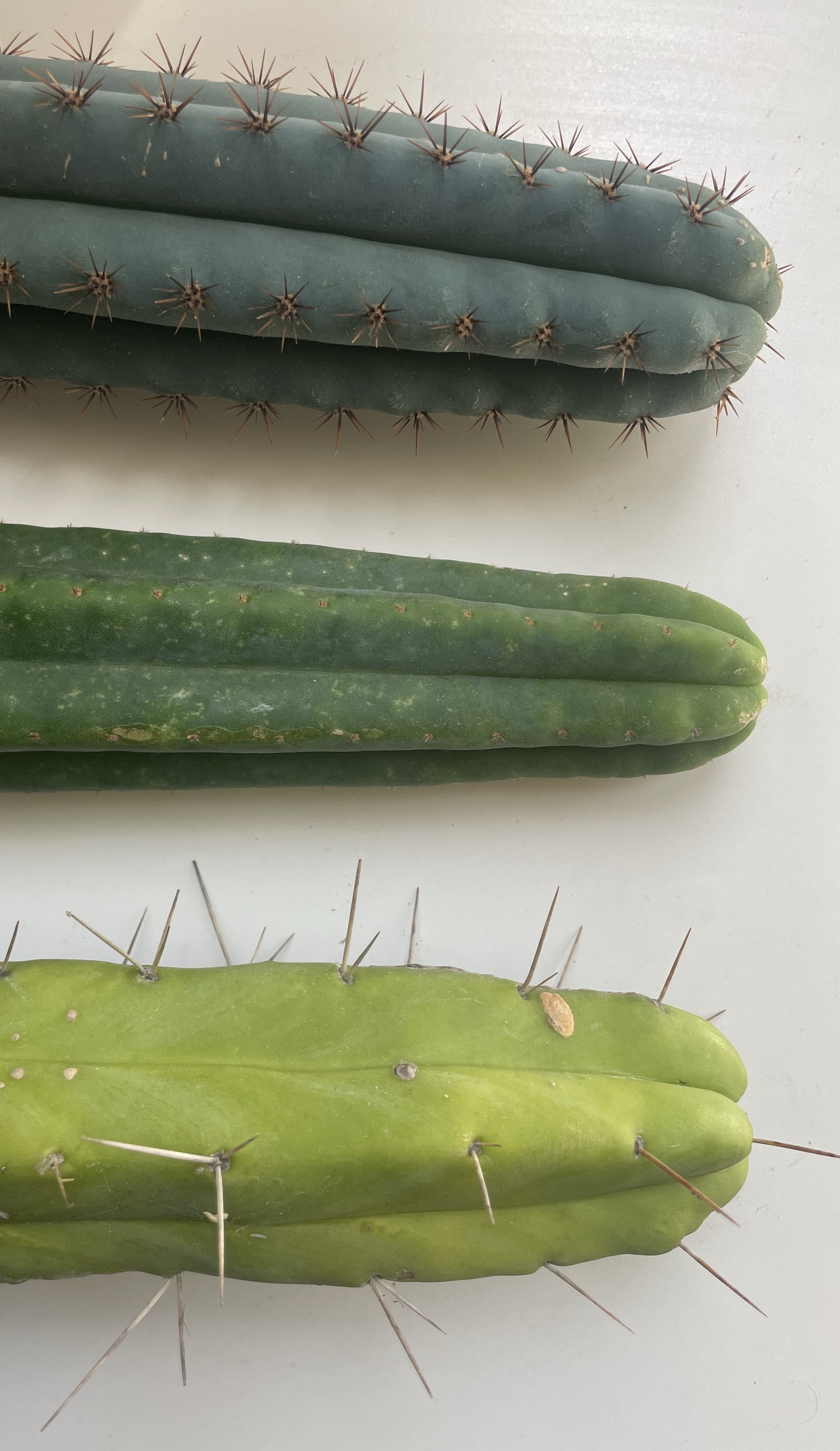 Three Different Trichocereus Cacti