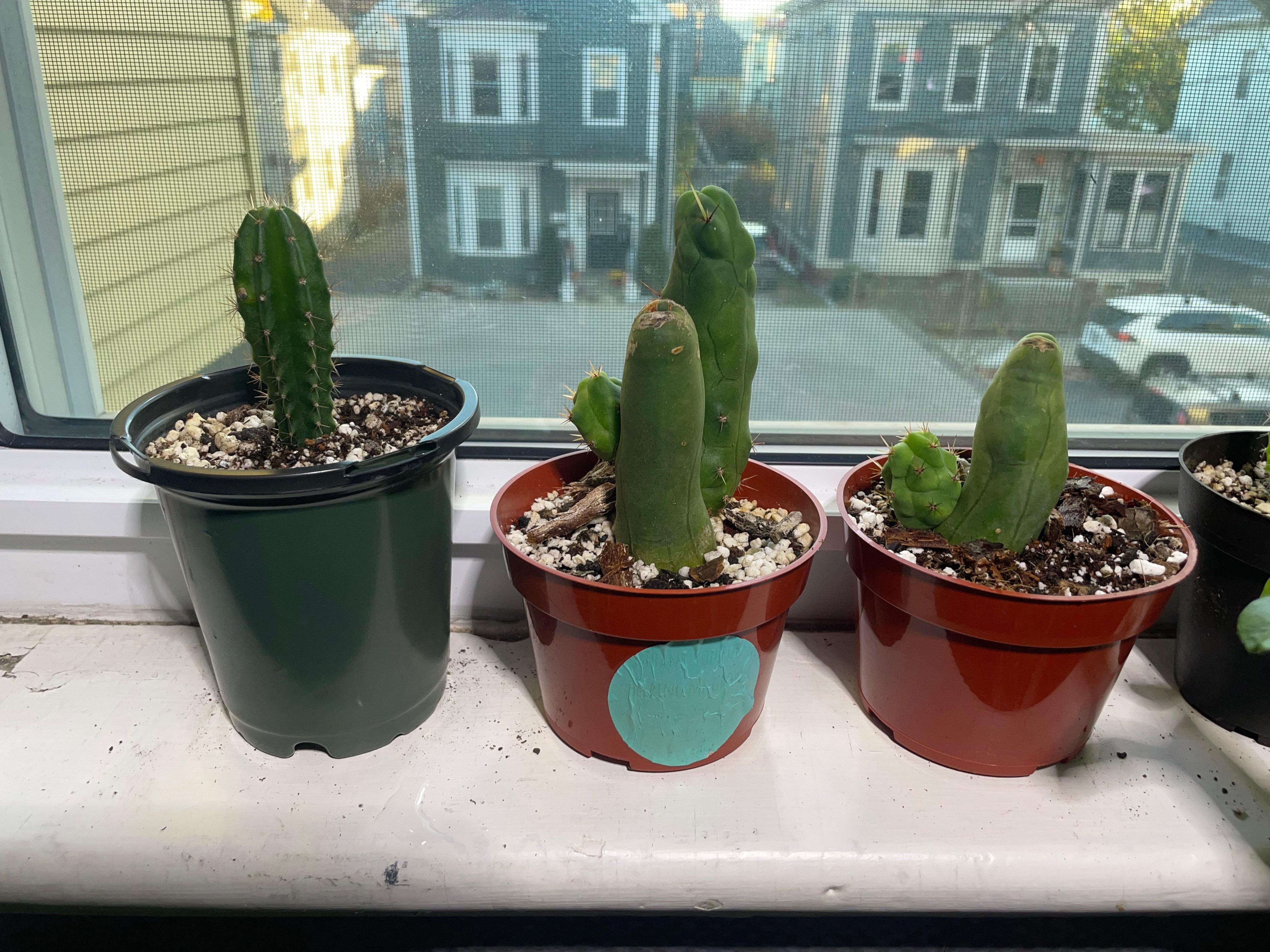 Trichocereus bridgesii monstrose 01 (2024-11-07)