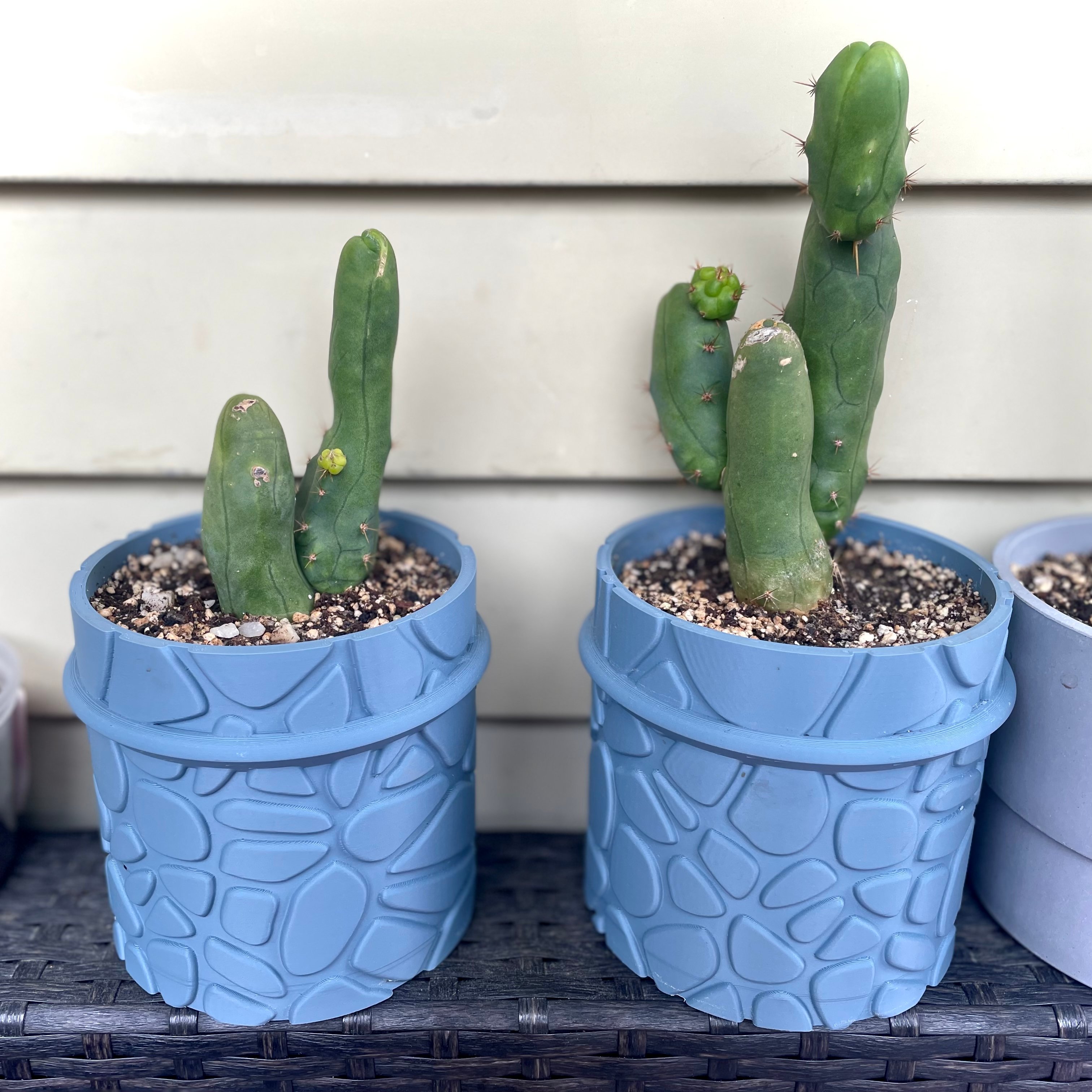 Trichocereus bridgesii monstrose 02 (2025-06-10)