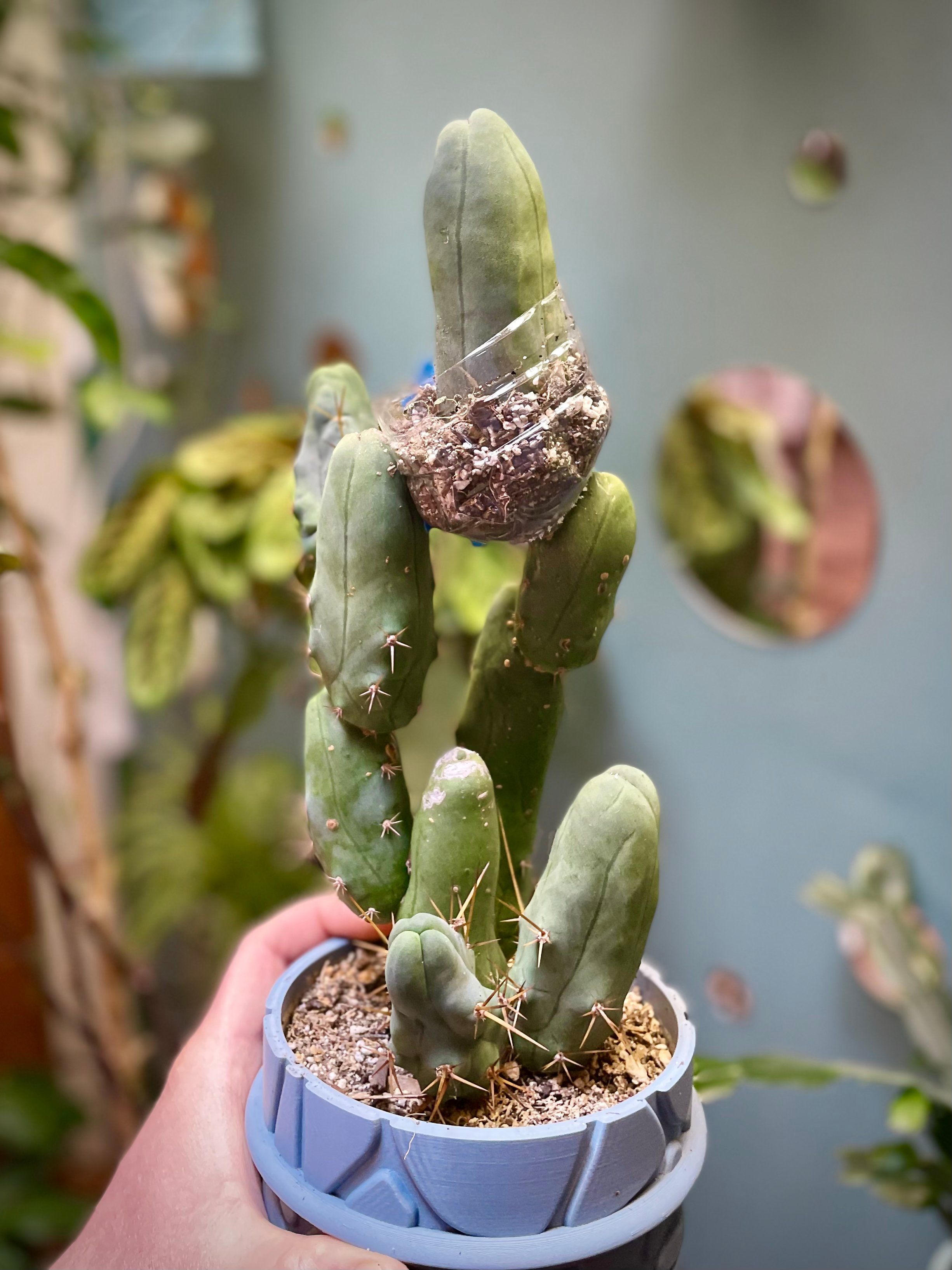 Trichocereus bridgesii monstrose 03 (2026-04-04)