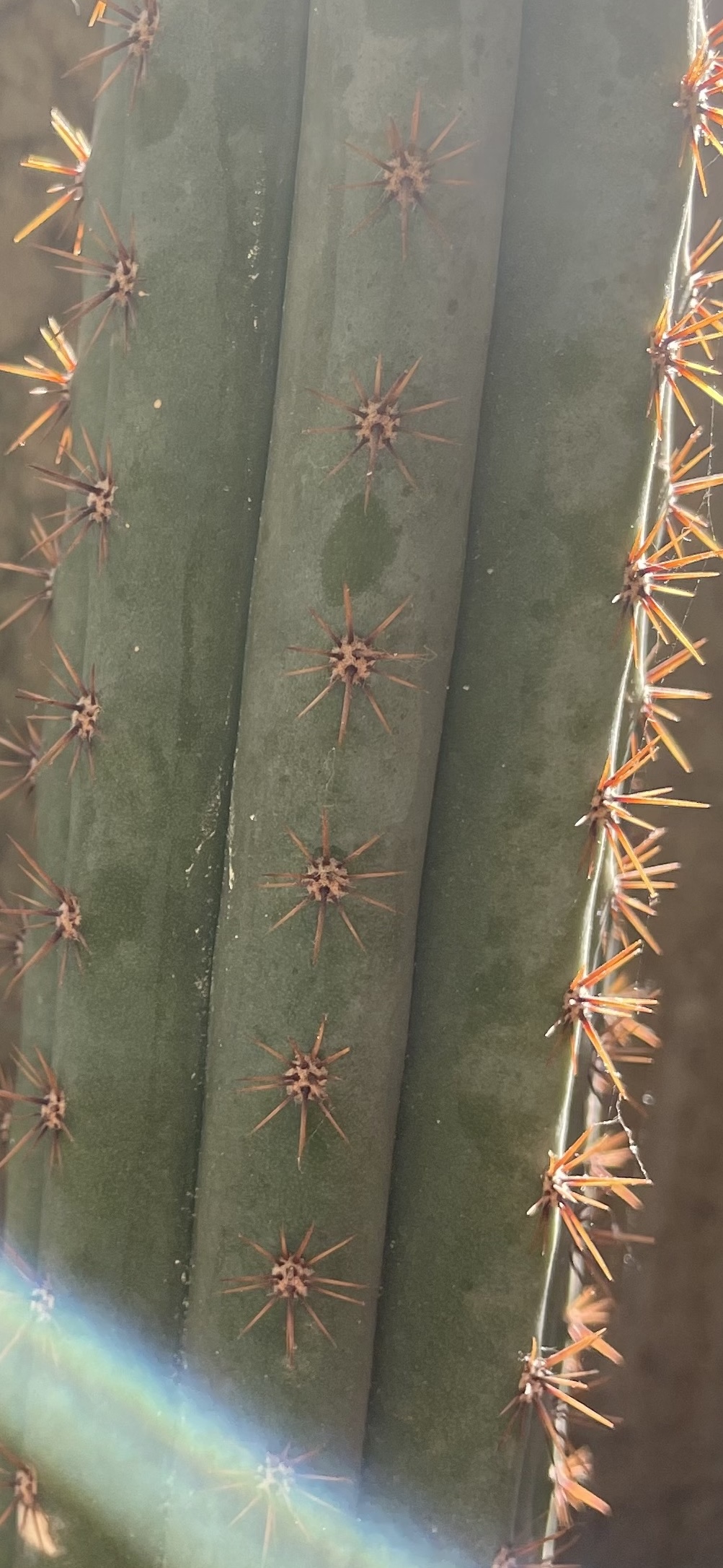 Trichocereus Peruvianus (Icaros DNA)