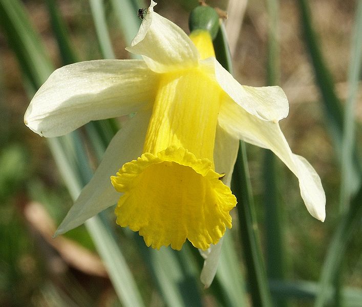 707px-Narcissus_pseudonarcissus_flower_300303.jpg