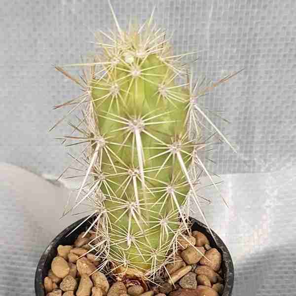 echinocereus-bridgesii.jpg