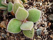 180px-Delosperma_tradescantioides_leafs_IMGP0042.jpg