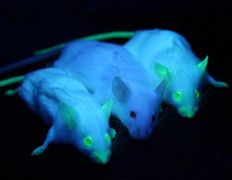 330px-GFP_Mice_01.jpg