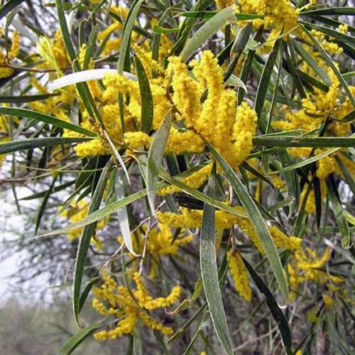 acacia-acuminata-e1522128408685.jpg