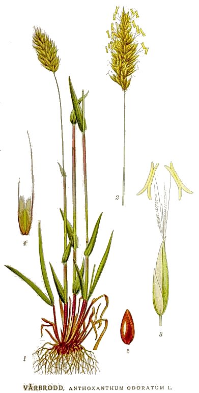 474_Anthoxanthum_odoratum.jpg
