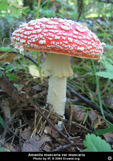 amanita_muscaria_muscaria1.jpg