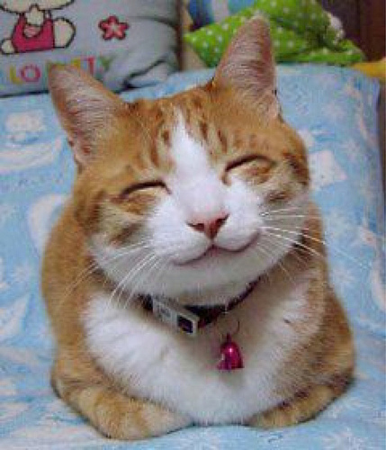 So_happy_smiling_cat.jpg