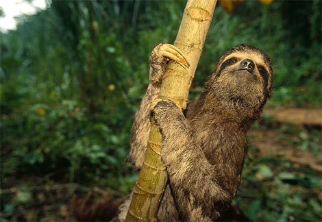 three-toed-sloth.jpg