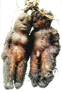 mandrakeplants.jpg