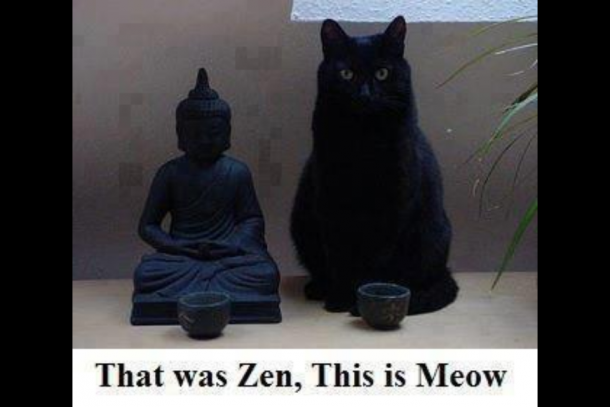 zen-cat-on-enlightenment-7034.png