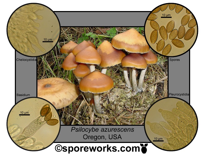 Psilocybe%20azurescens.jpg