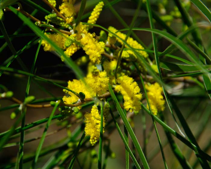 Acacia-Acuminata-Cu.jpg