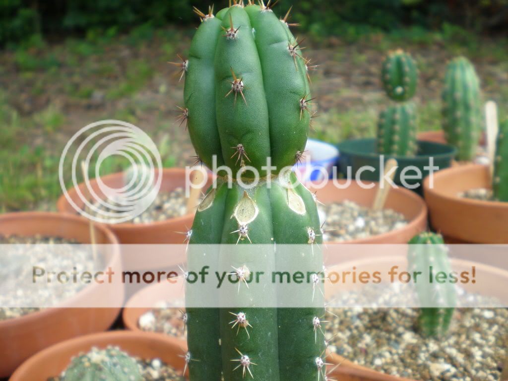 cactus032.jpg