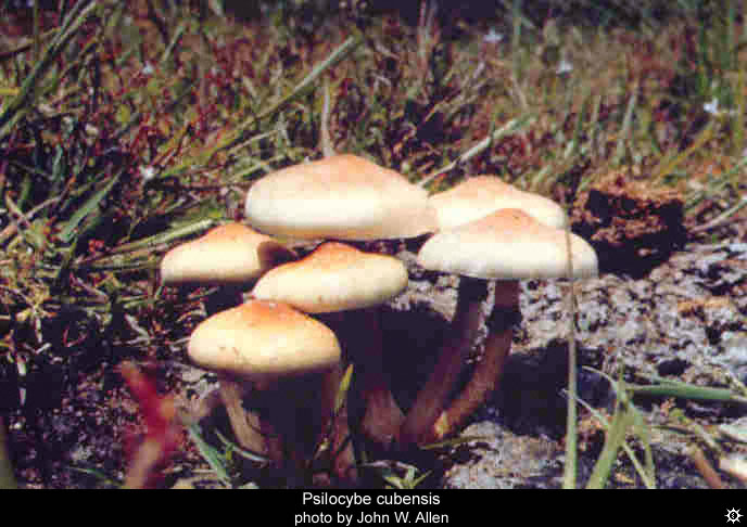 psilocybe_cubensis18.jpg