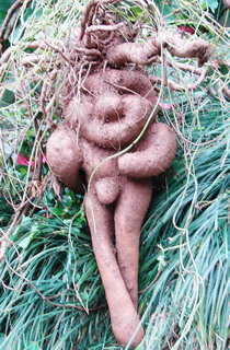 FotiRootPhoto02.jpg